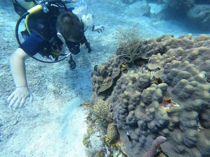 Star coral 12e Molasses Reef 20230714.jpg