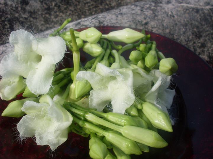 Loroco en flor.JPG